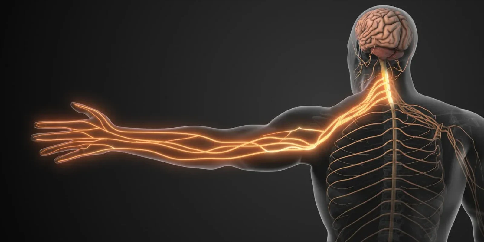 Cervical Radiculopathy (Pinched Nerve in the Neck)